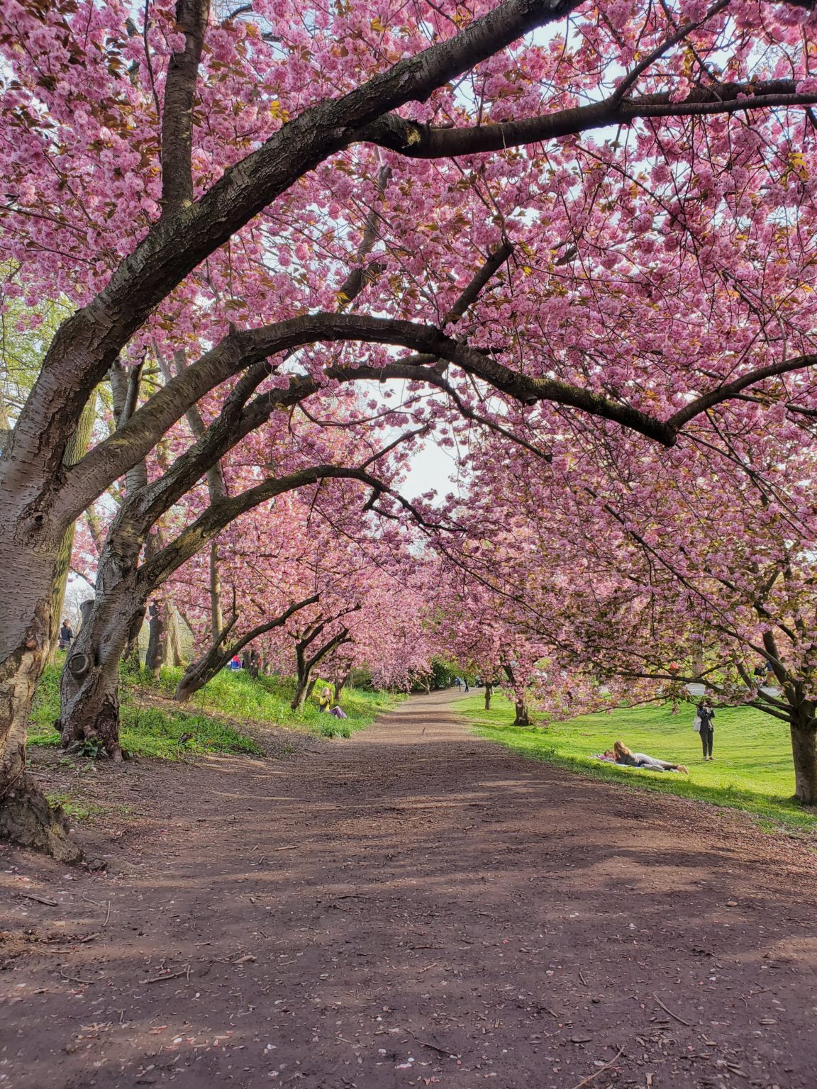 Central Park Cherry Blossoms Mike Bowlby